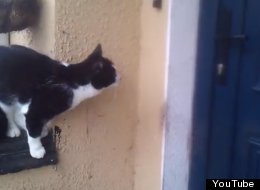 Cat Works Out How Open Front Door