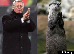 Animals That Look Like The Manchester United Manager (PICTURES)