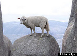 Le mouton sur ce rocher réalise à quel point il frôle la mort (PHOTO)