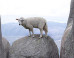 sheep