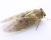 cicadas