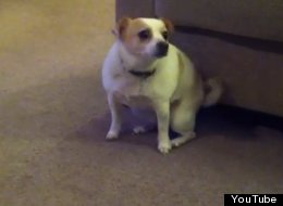 WATCH: Dog Shakes Its Ass To Eminem