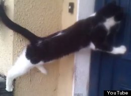 Una puerta no es suficiente para detener a este gatito (VIDEO)