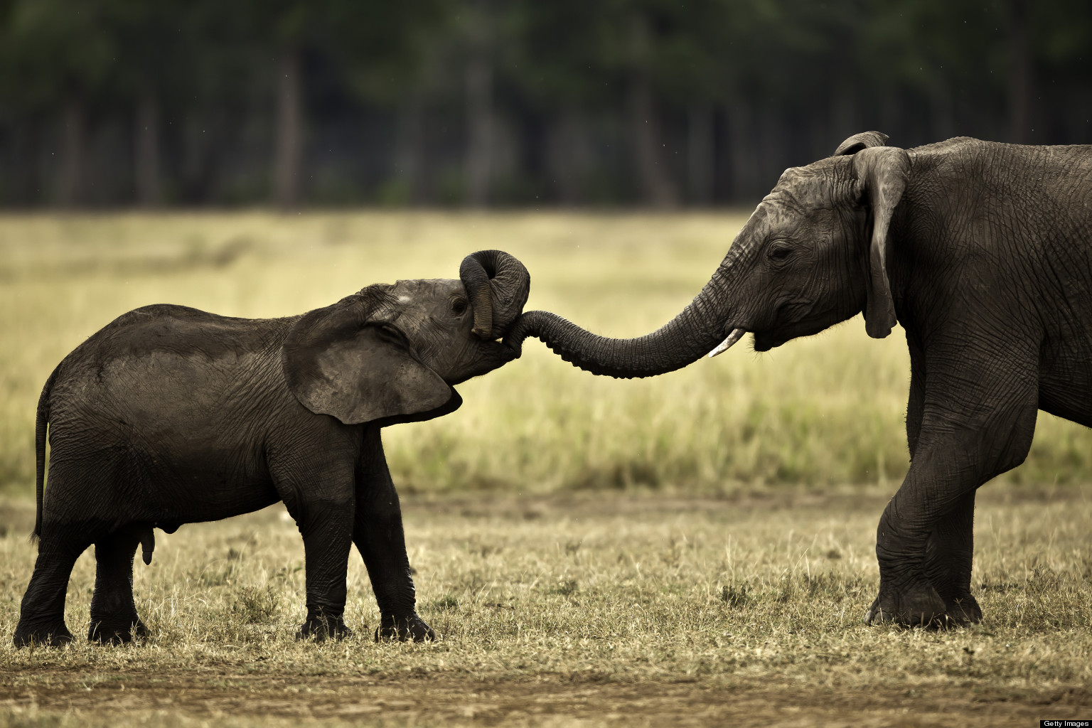 Elephants Communicate With Sign Language, Scientists Say HuffPost