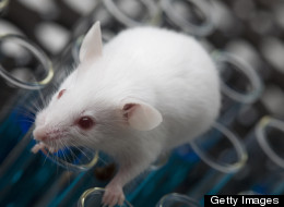 Creepy Procedure Turns Old Hearts Young, Scientists Say