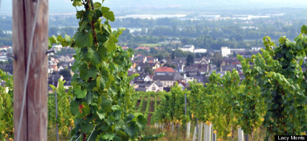 A Comprehensive Guide to Getting Saucy in Germany's Wine Regions