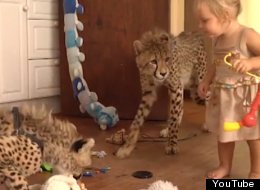 WATCH: Family Keeps Cheetahs Like Pets