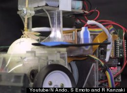 WATCH: Yes, This Moth Is 'Driving'