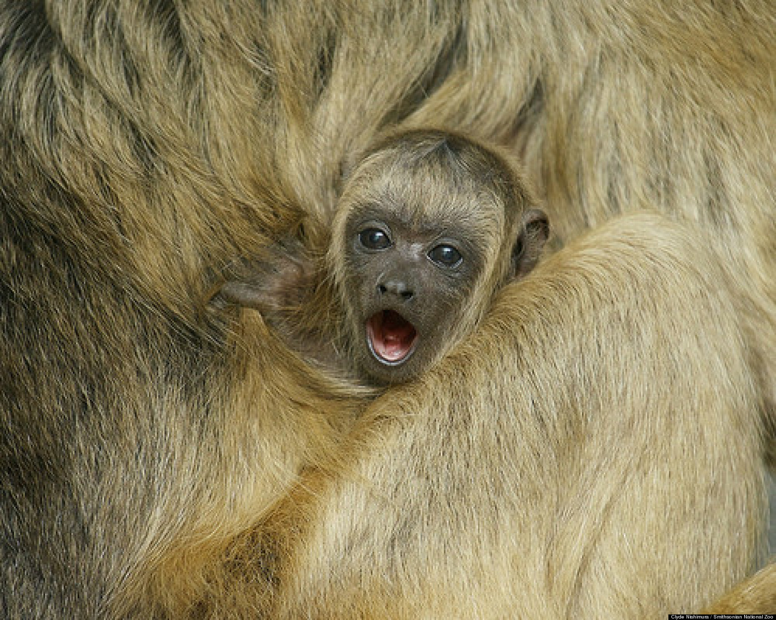 National Zoo Baby Animals And Moms Celebrate Mother's Day In Adorable