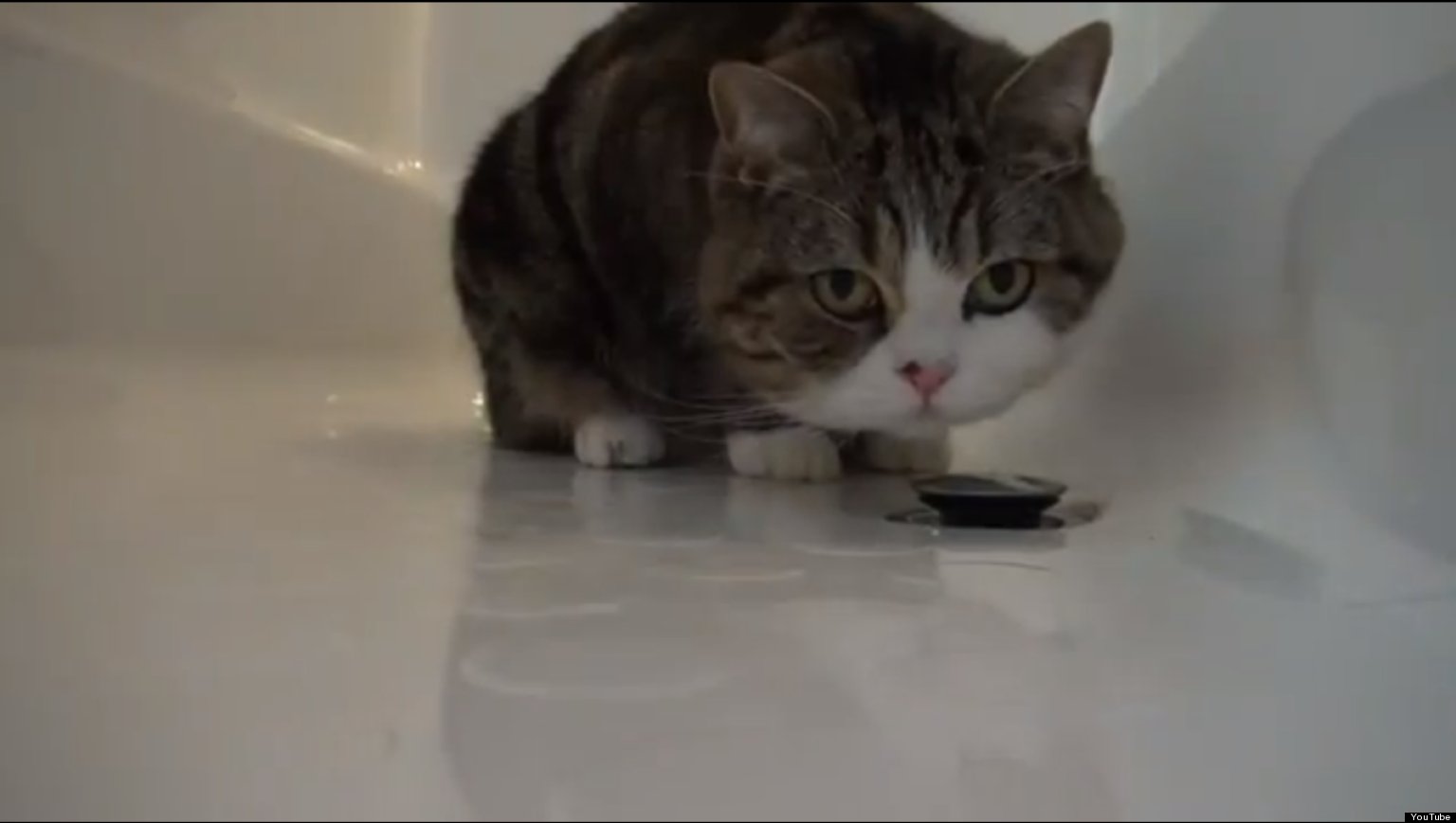 Maru Plays In Bathtub, Cat Fascinated By Plug (VIDEO) HuffPost