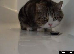WATCH: Curious Cat Can't Get Enough Of This Bathtub Plug