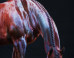Jill Greenberg: Jill Greenberg on the ImageBlog