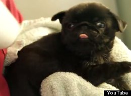 WATCH: Pug Puppy Vs Hairdryer