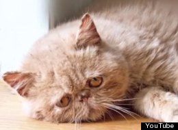 WATCH: Sad Cat Diary