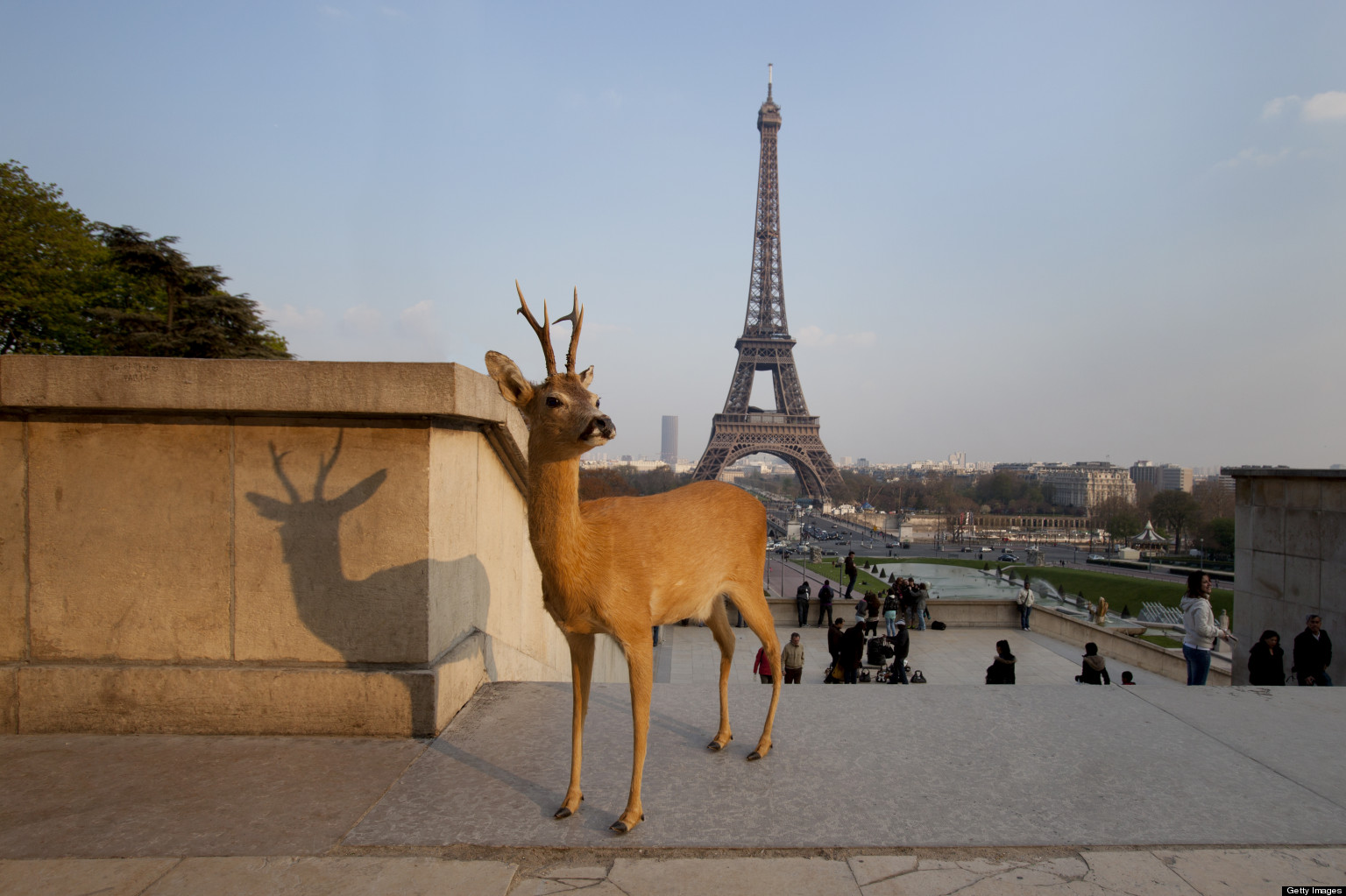 Deer Photographed Sightseeing In Paris (PHOTOS) HuffPost