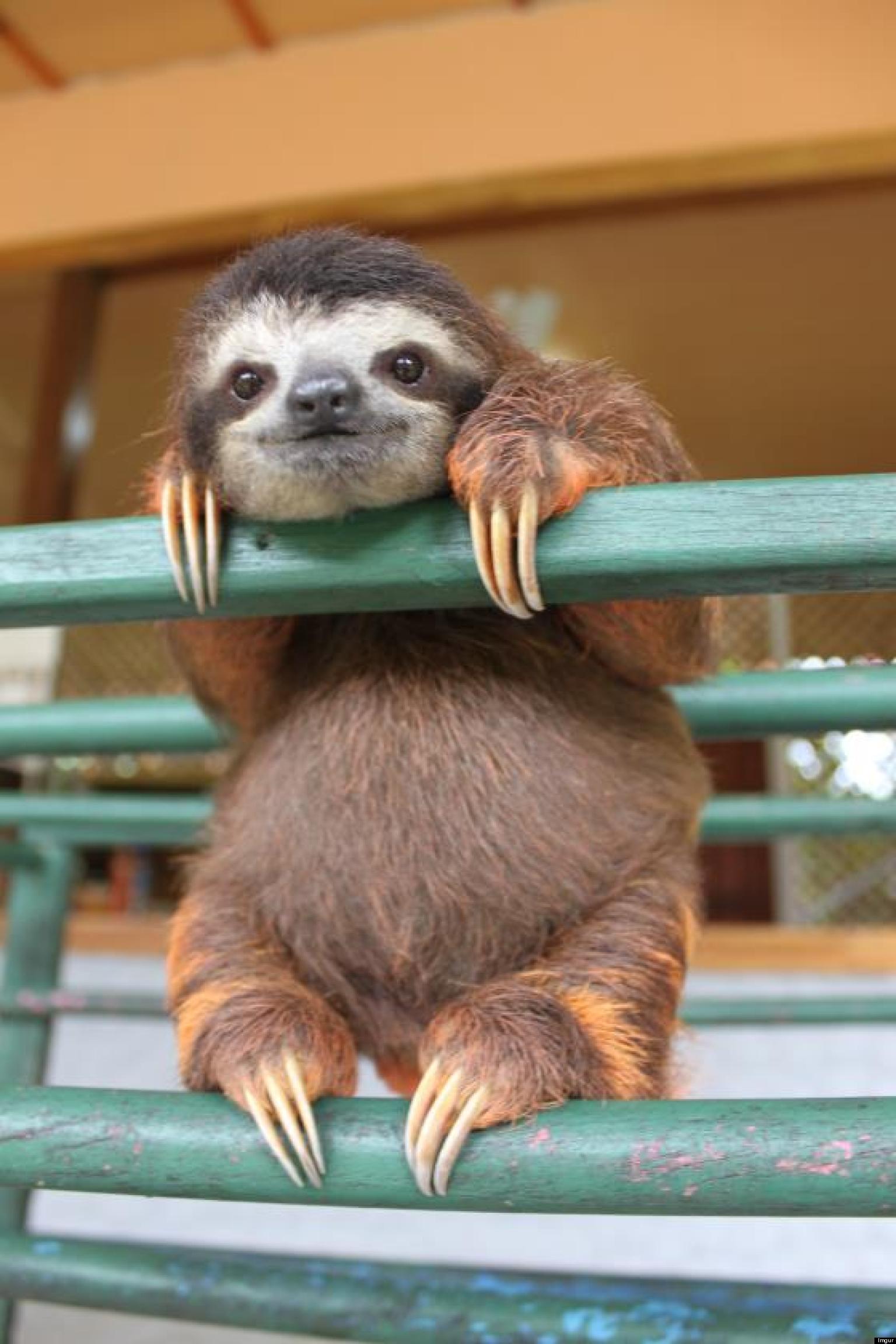 Funny bb sloth