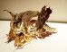 Kenya (Robinson): Kenya Robinson on the ImageBlog