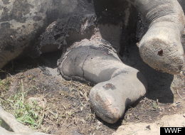 Central African Republic Elephants Killed By Poachers In Dzanga-Ndoki National Park (GRAPHIC PHOTOS)