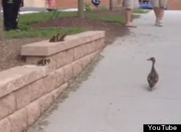 WATCH: Ducklings Get Stuck On Wall