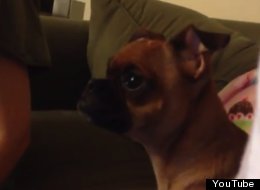 WATCH: Dog Watches 'The Lion King', Get Emotional