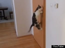 WATCH: Cat Opens FIVE Doors