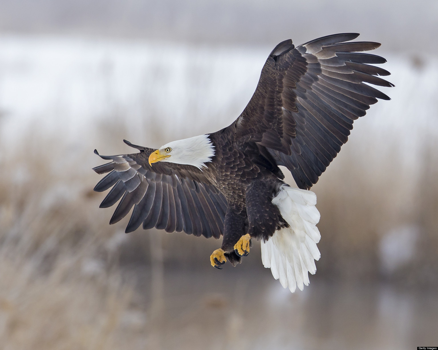 Amazing Moment A Bald Eagle Steals A Fish From Fisherman's Line (VIDEO)
