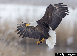 WATCH: Bald Eagle Steals A Fish From Fisherman's Line