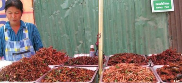 ¿Comer insectos es la solución para combatir el hambre en el mundo?