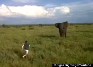 Tourist Charges Elephant
