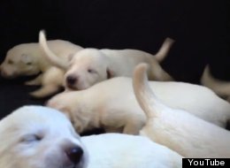 WATCH: This Pile Of Puppies Is Getting Us Through The Day