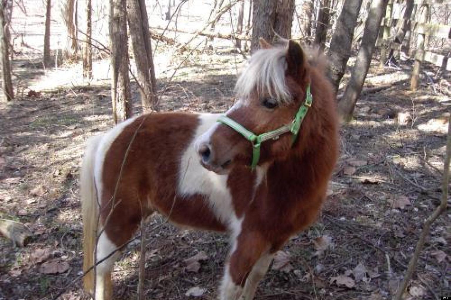 Horses For Adoption D.C.Area Horses, Bunnies, A Cockatoo And A Pot