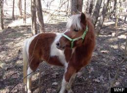 These Horses Need New Homes! The Pot-Bellied Pig, Too