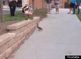 WATCH: Ducklings' Flying Attempt Is Insanely Adorable