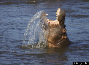Swallowed By Hippo