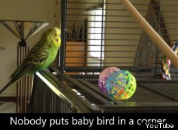 WATCH: Budgie Talks, Sings And Beatboxes