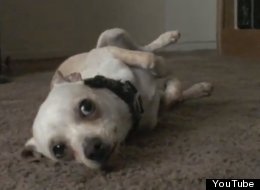 WATCH: Chihuahua Doesn't Want A Bath