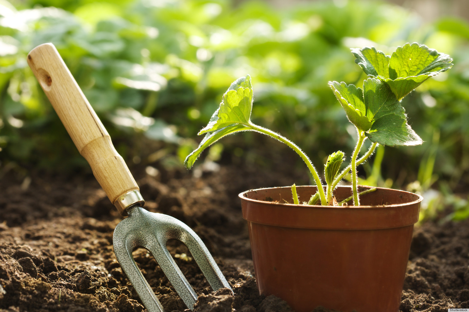 The Sun Is Here at Last  Get Into the Sun and Exercise the Gardening Way  HuffPost UK