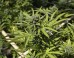 weed