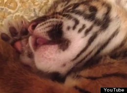 WATCH: Sleeping Baby Tiger!