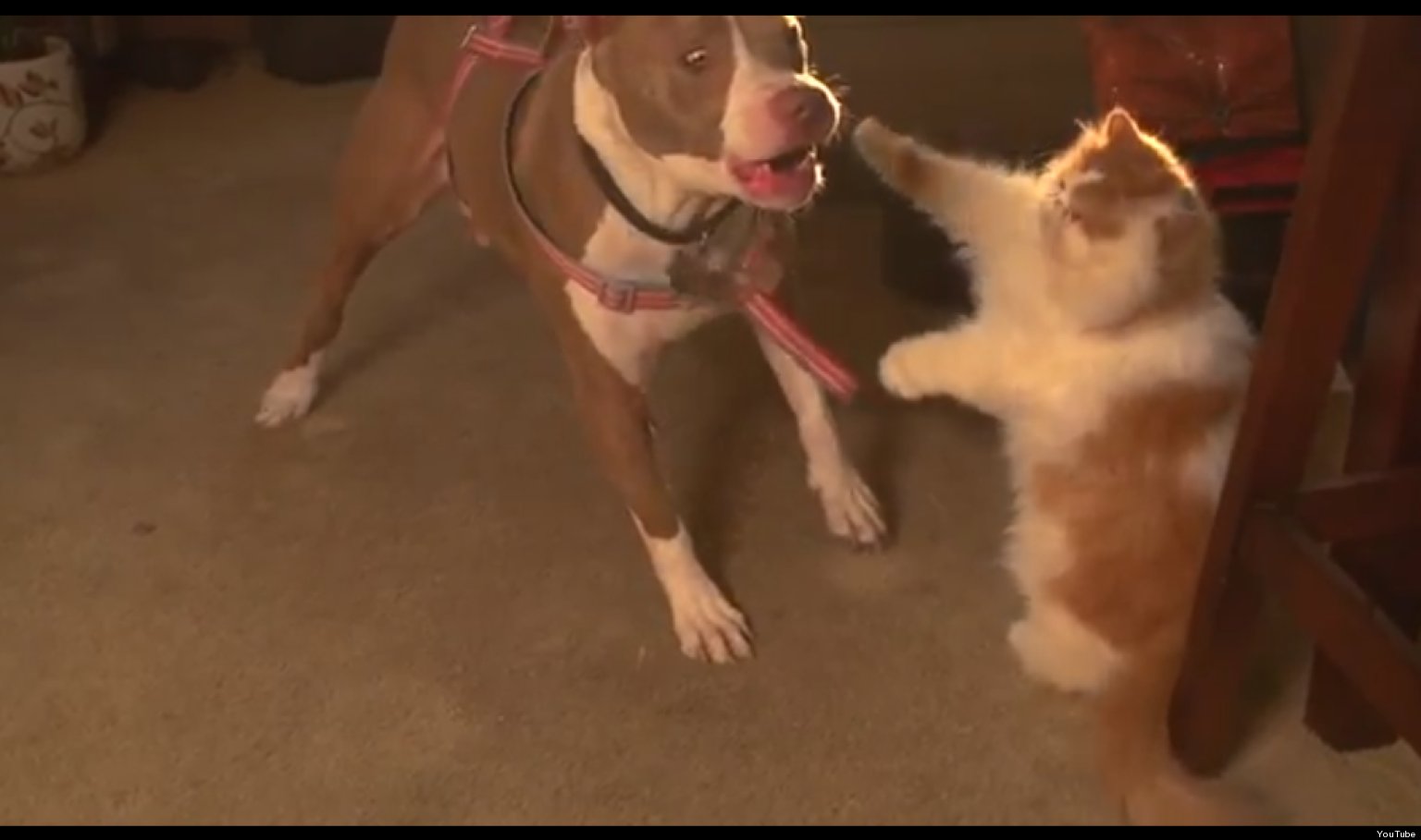 Cat Fights Dog... In Slow Motion (VIDEO) | HuffPost UK