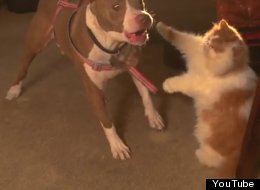 WATCH: Cat Fights Dog... In Slow Motion