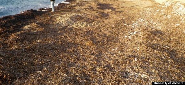 Seaweed Super-Sucker Hits The Beach