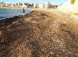 Seaweed Super-Sucker Hits The Beach