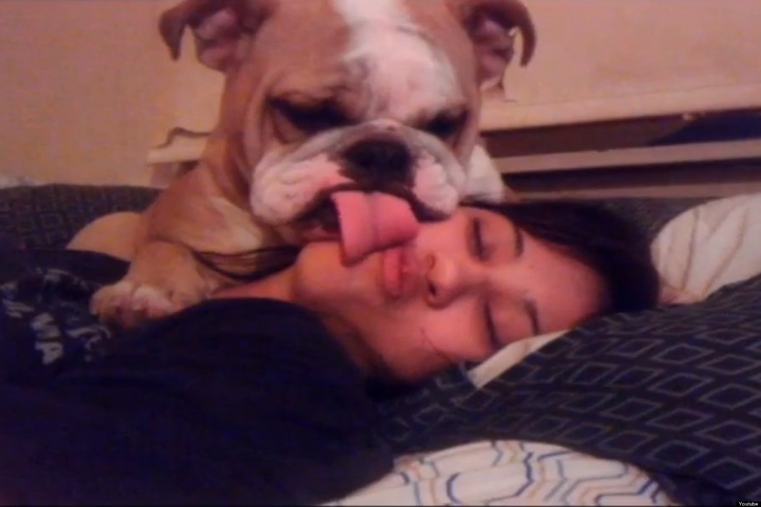 9 Dogs That Love Kisses (VIDEOS) HuffPost