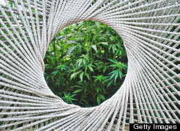 First Major Hemp Crop In 60 Years Is Planted In Colorado