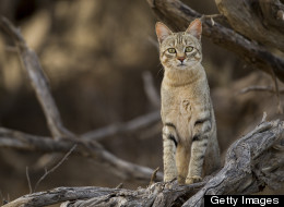 Un policier reste pris dans l'arbre en voulant sauver un chat