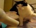 Cats vs. Hairdryers