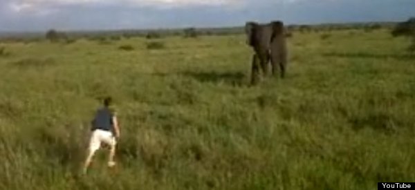 WATCH: Man Charges Elephant In South Africa