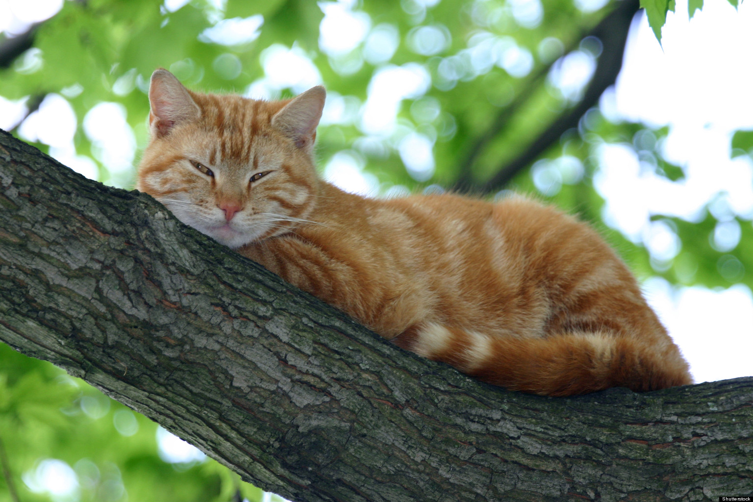 Fdny Saves Cat, Nypd Officer From Tree 