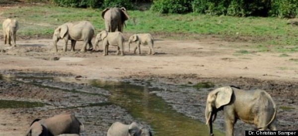 Elephants in Jeopardy in Central African Republic
